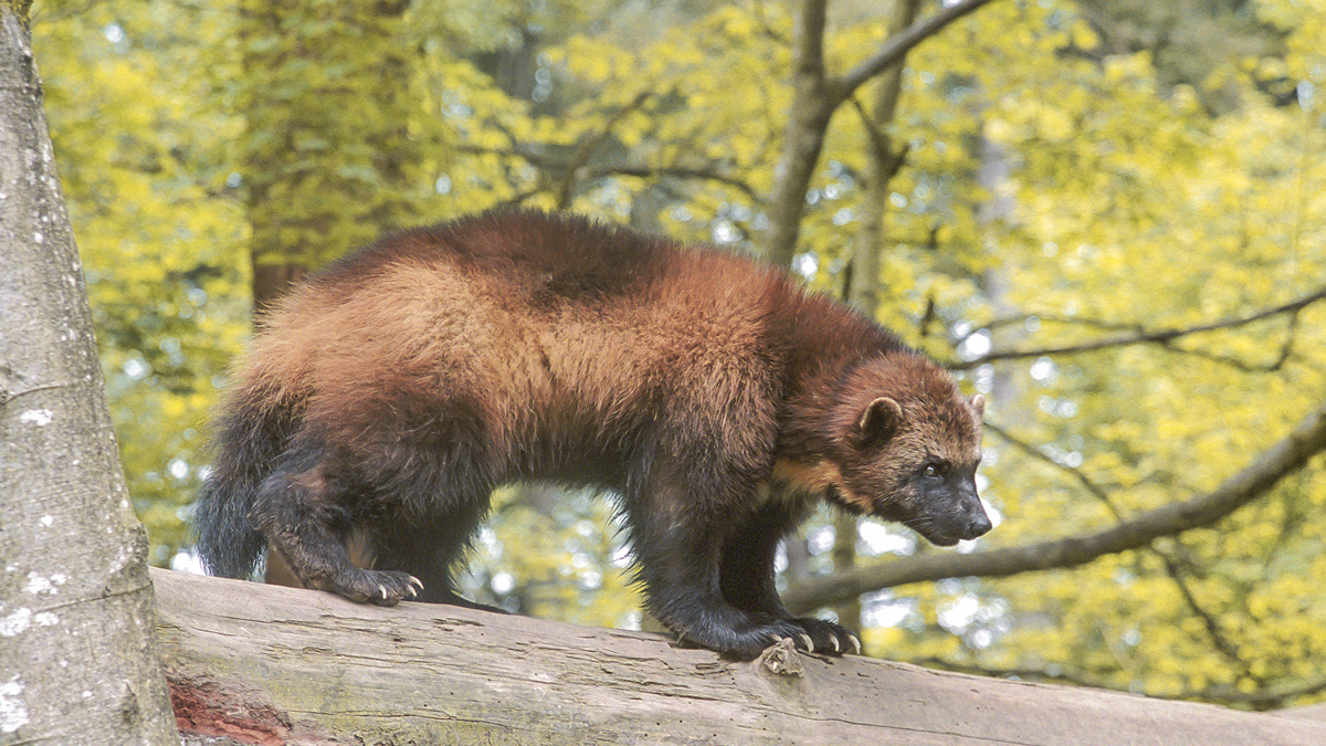 A wolverine standing on a fallen tree trunk in a forest.