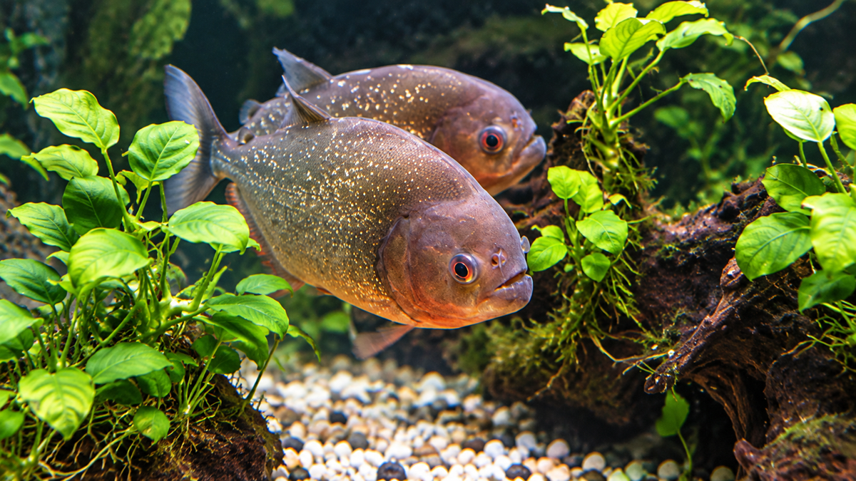 Two red-bellied piranhas swimming among aquatic plants and rocks in an aquarium.