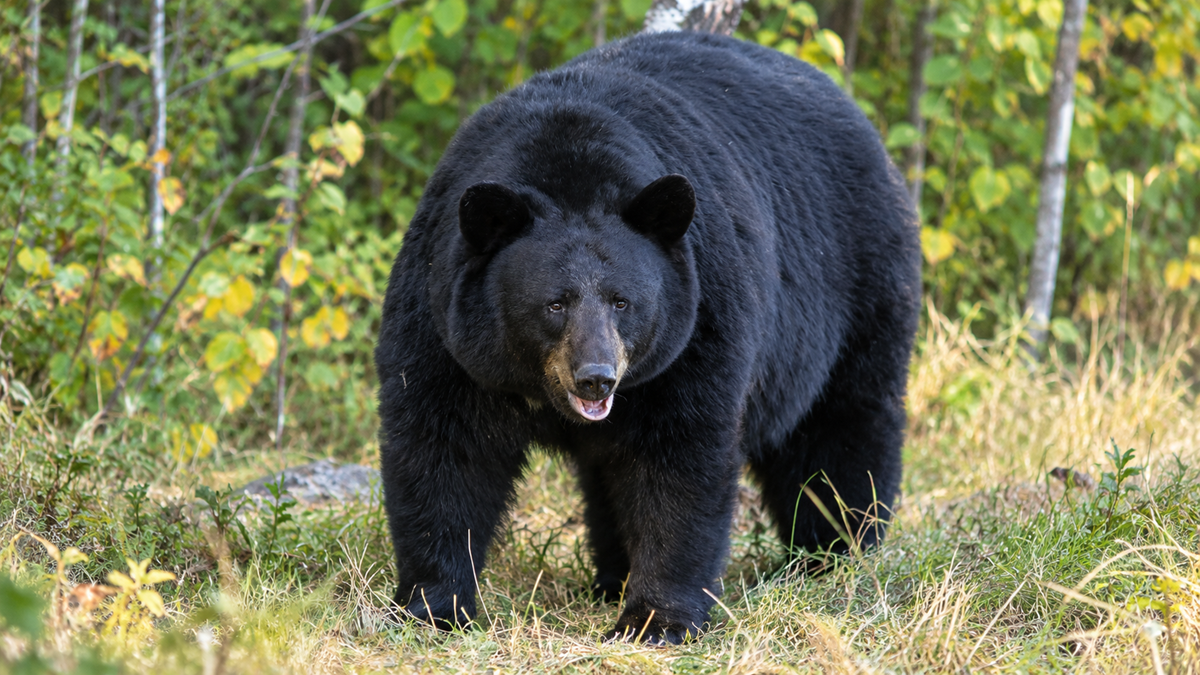 A black bear standing in a grassy forest clearing.