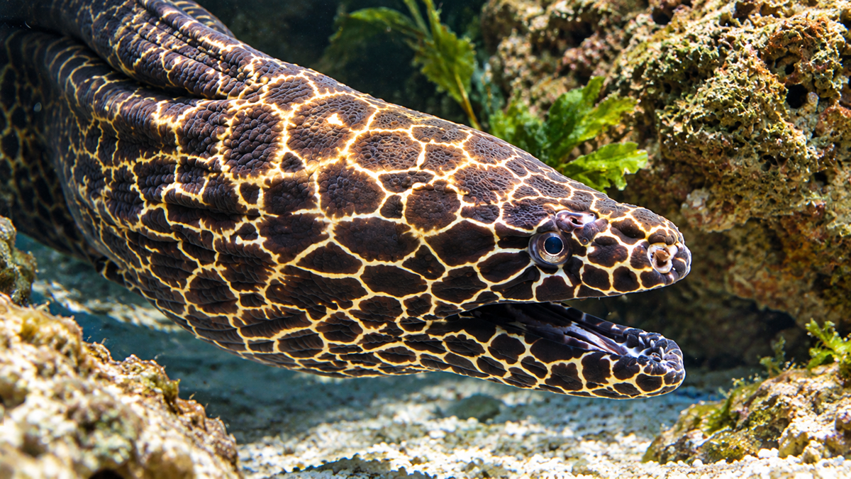 A honeycomb moray eel with a dark, webbed pattern swims near a coral reef.