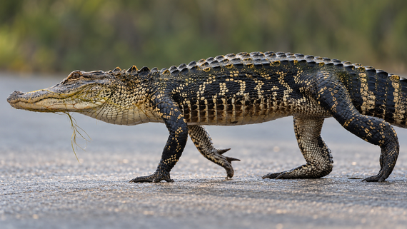A young alligator with patterned, dark scales walks across a paved surface.