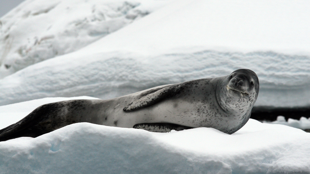 A leopard seal resting on a snowy ice floe.