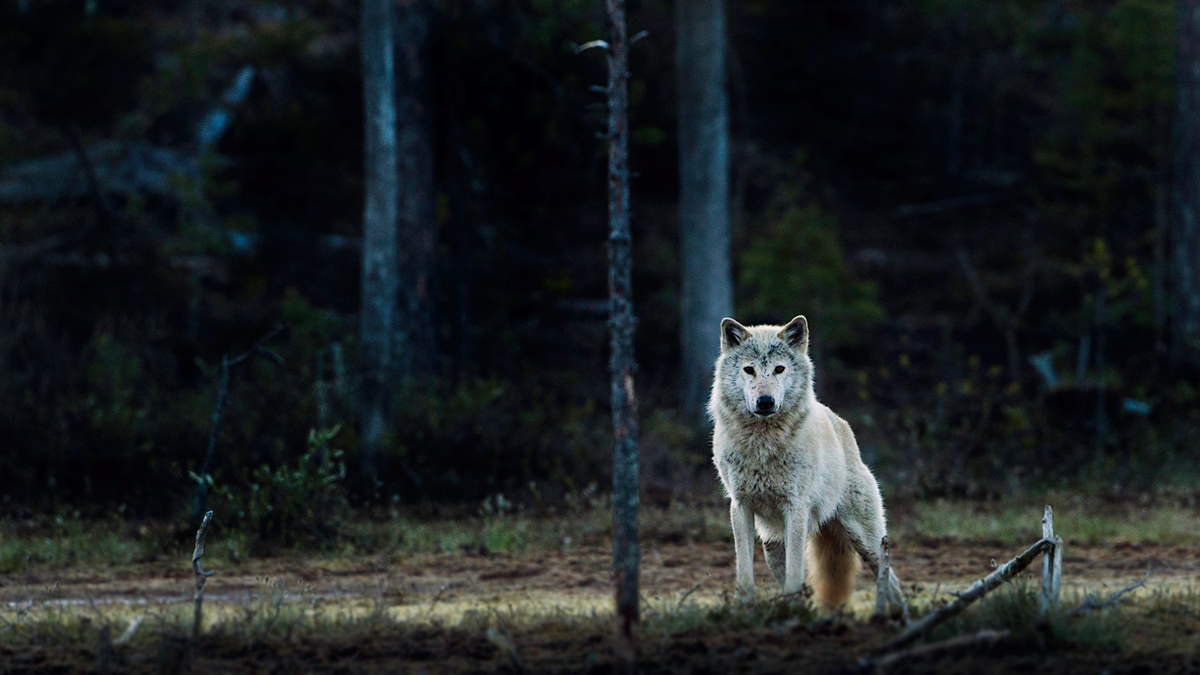 A wolf stands in a dark forest looking toward the viewer.
