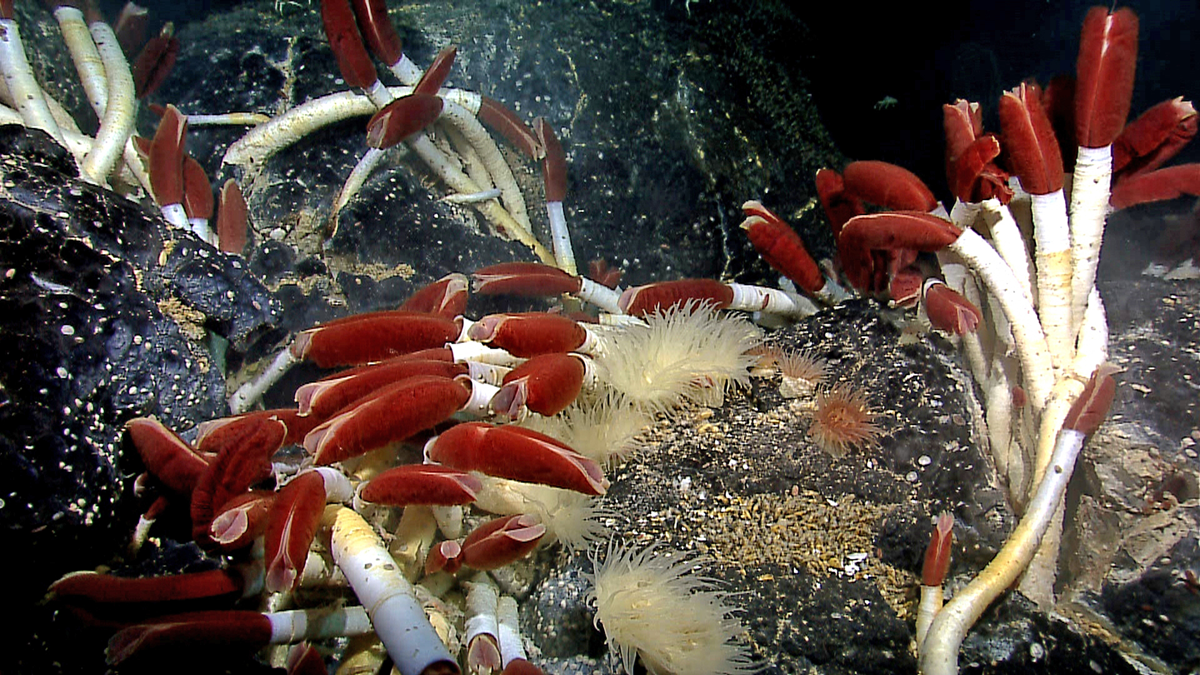 A dense cluster of deep-sea tube worms with white stalks and bright red plumes growing on dark volcanic rock.