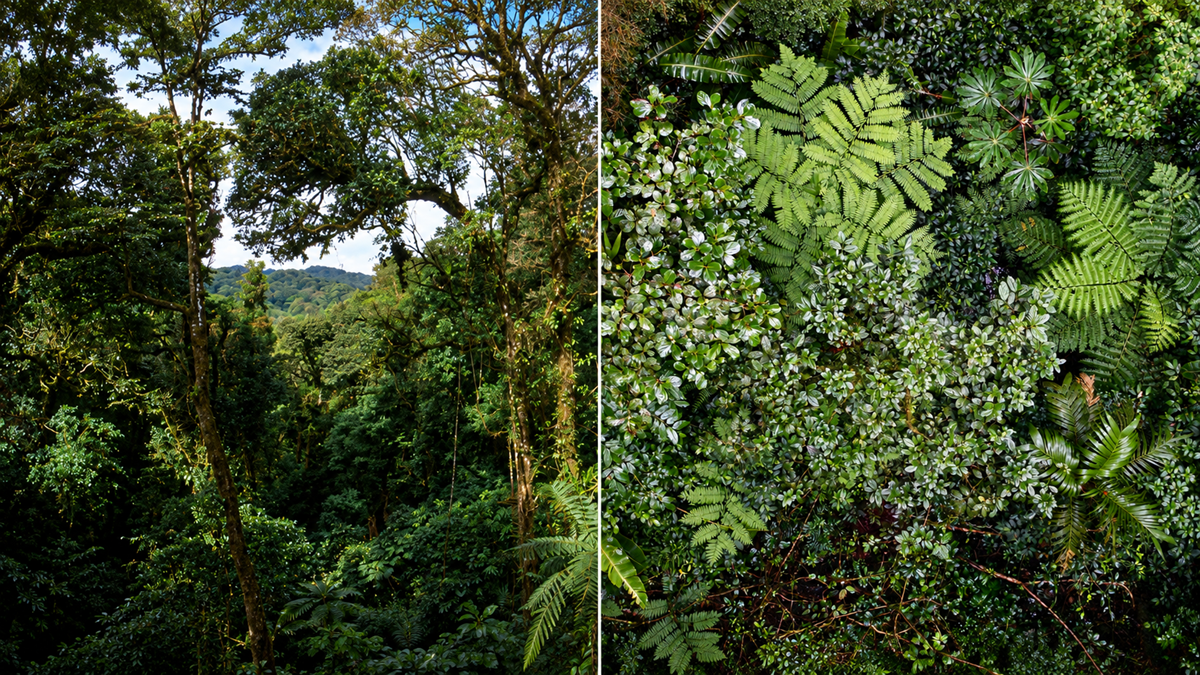A split image showing a view into a dense forest canopy on the left and a top-down view of varied lush green ferns and foliage on the right.