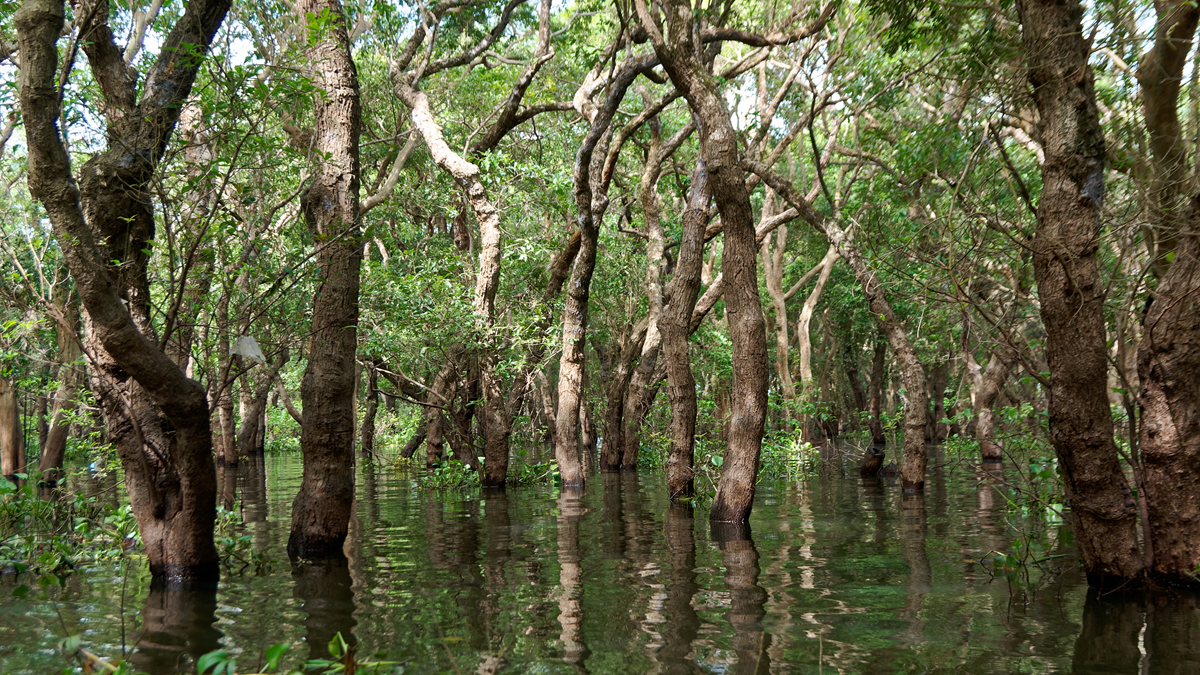 A dense forest of trees growing directly out of calm, reflective water.