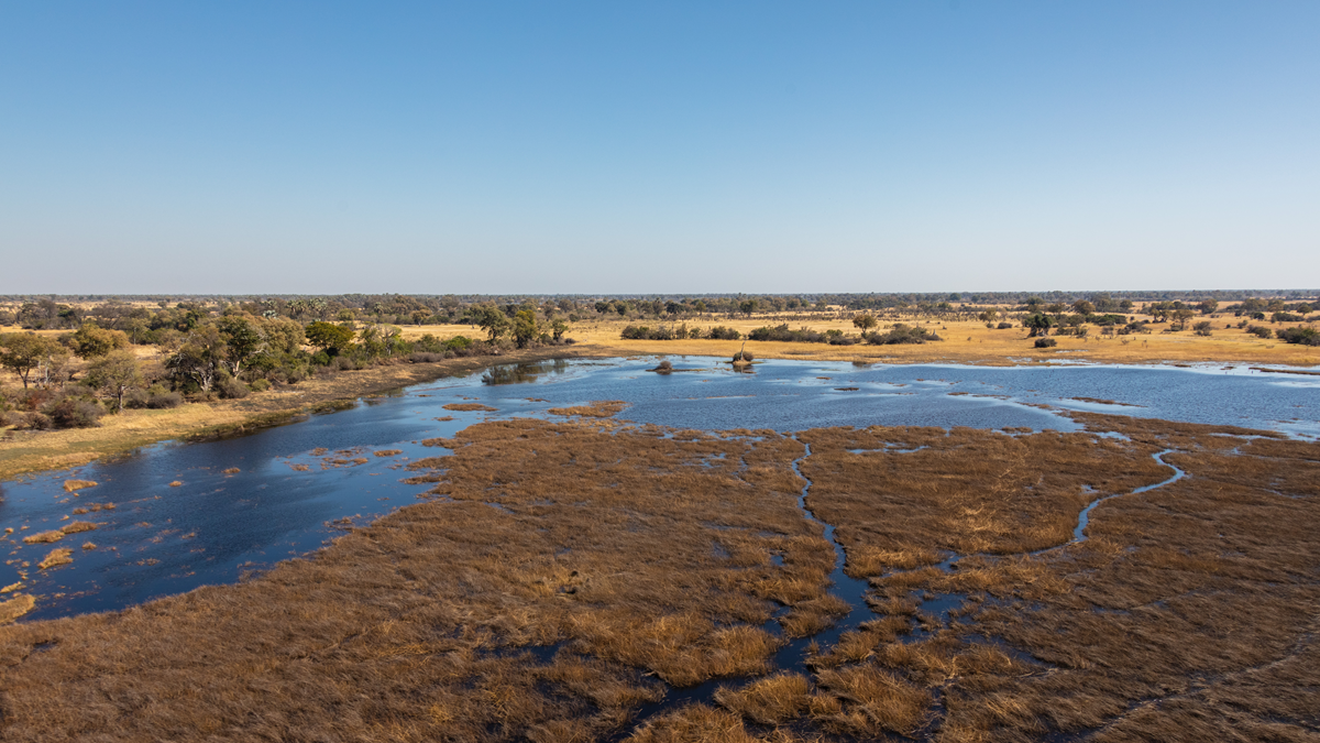 An aerial view of a wetland with dark water winding through patches of dry, golden marsh grass in a vast, open landscape.