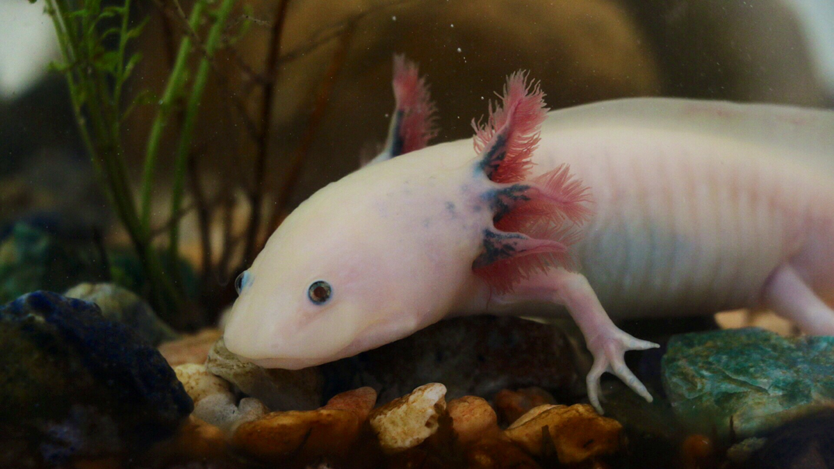 Animal superpowers. A white axolotl with pink feathery gills resting on stones in an aquarium.