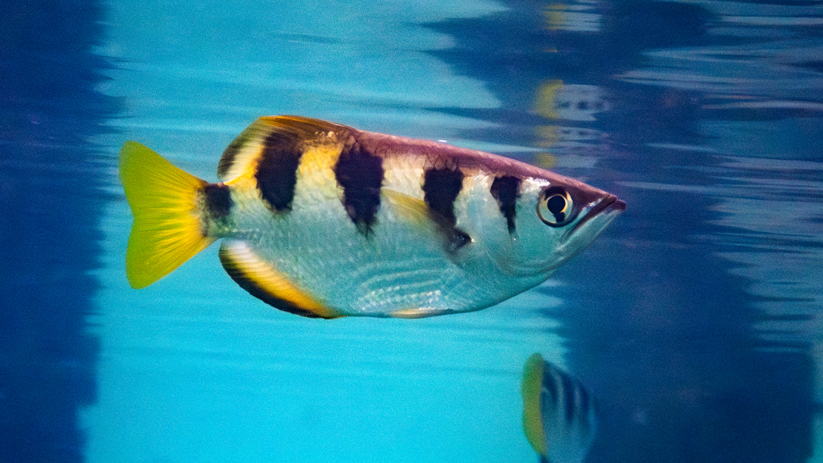 An archerfish with vertical black stripes and a bright yellow tail swimming in blue water.