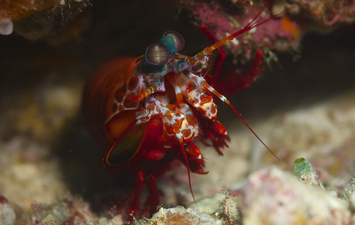 A peacock mantis shrimp with prominent, multifaceted eyes peeks out from a rocky crevice.