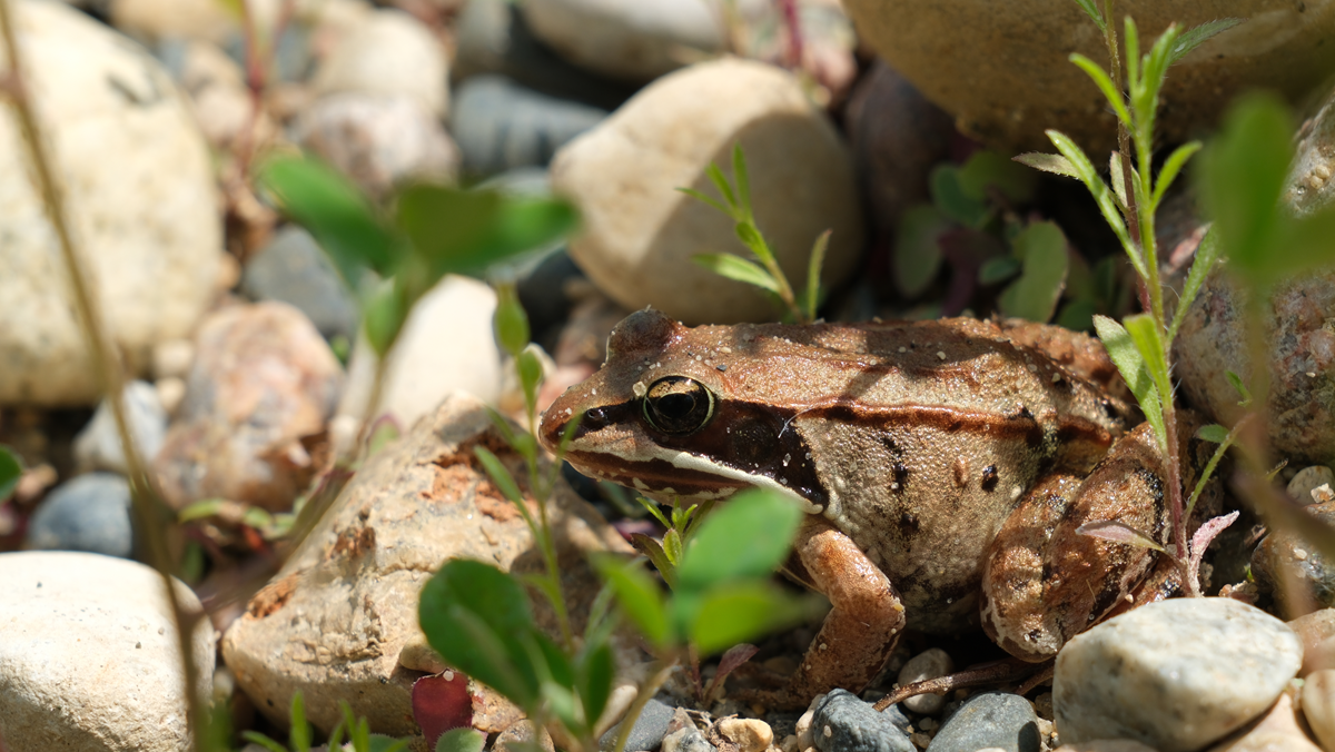 A brown frog sitting among river stones and small green plants.