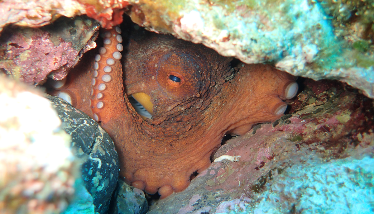 An octopus tucked inside a rocky crevice.