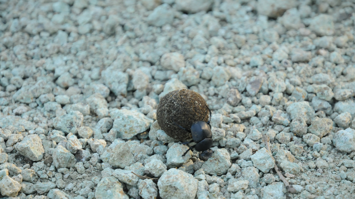 A dung beetle pushing a ball of dung across a rocky surface.