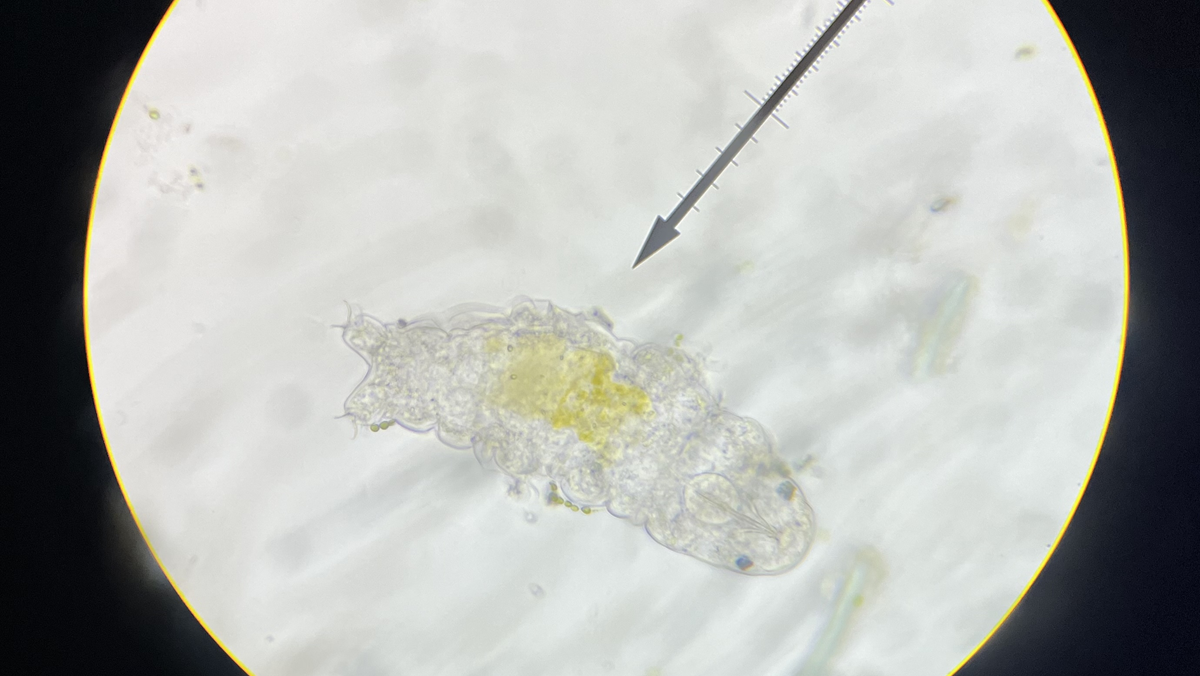 A microscopic view of a tardigrade with a measuring reticle pointing toward it.