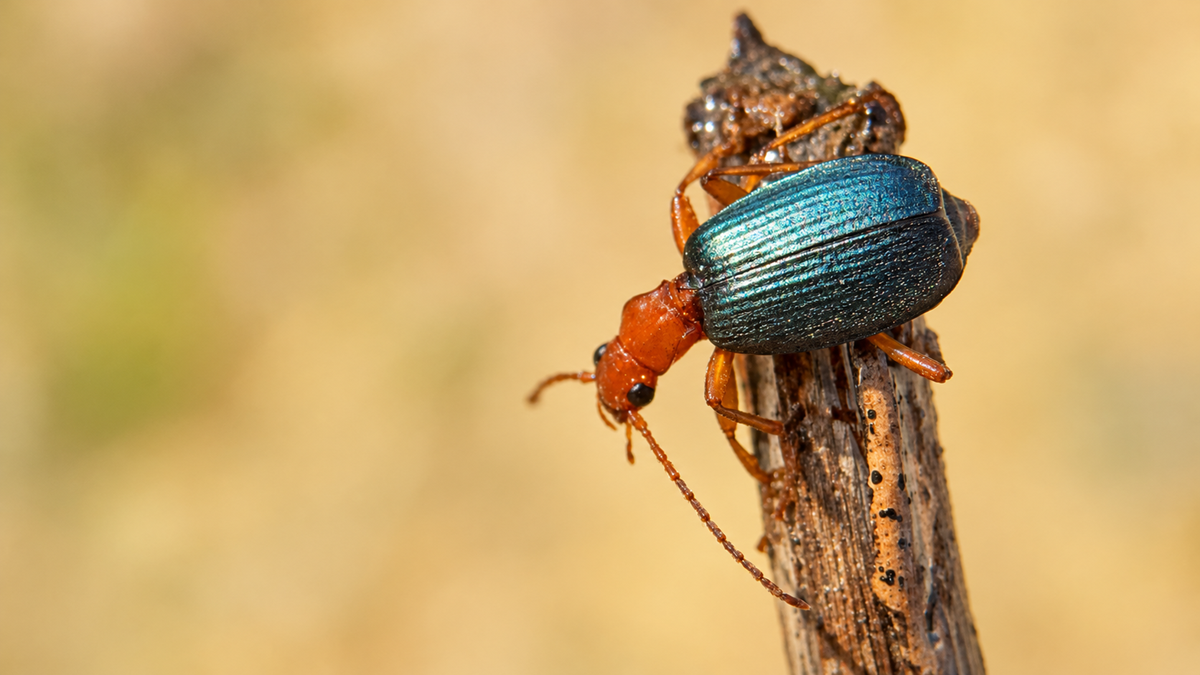 A beetle with a red head and legs and iridescent blue-green wing covers perched on a brown twig.