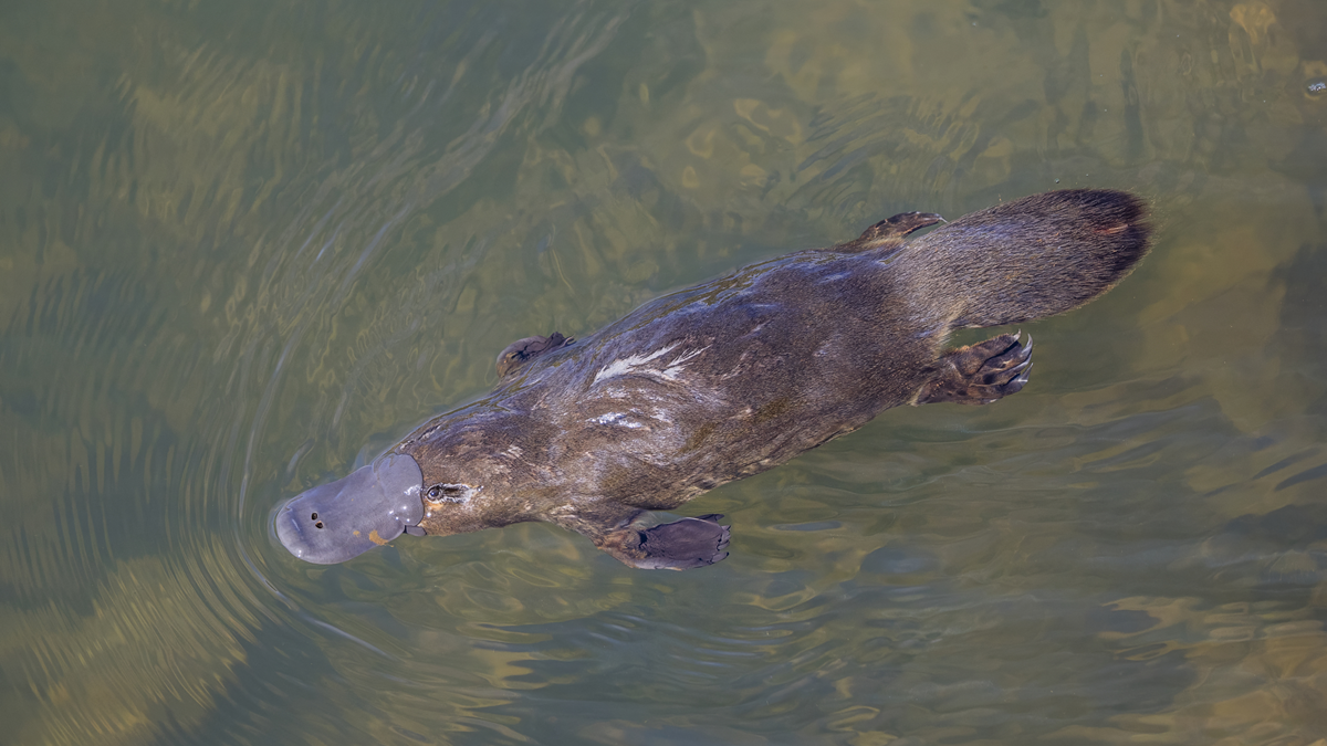 A platypus swimming in shallow water.