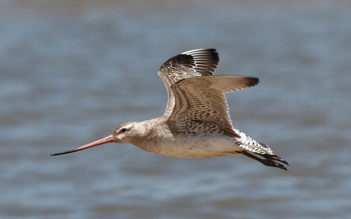 A bar-tailed godwit with a long, thin beak flying over water.
