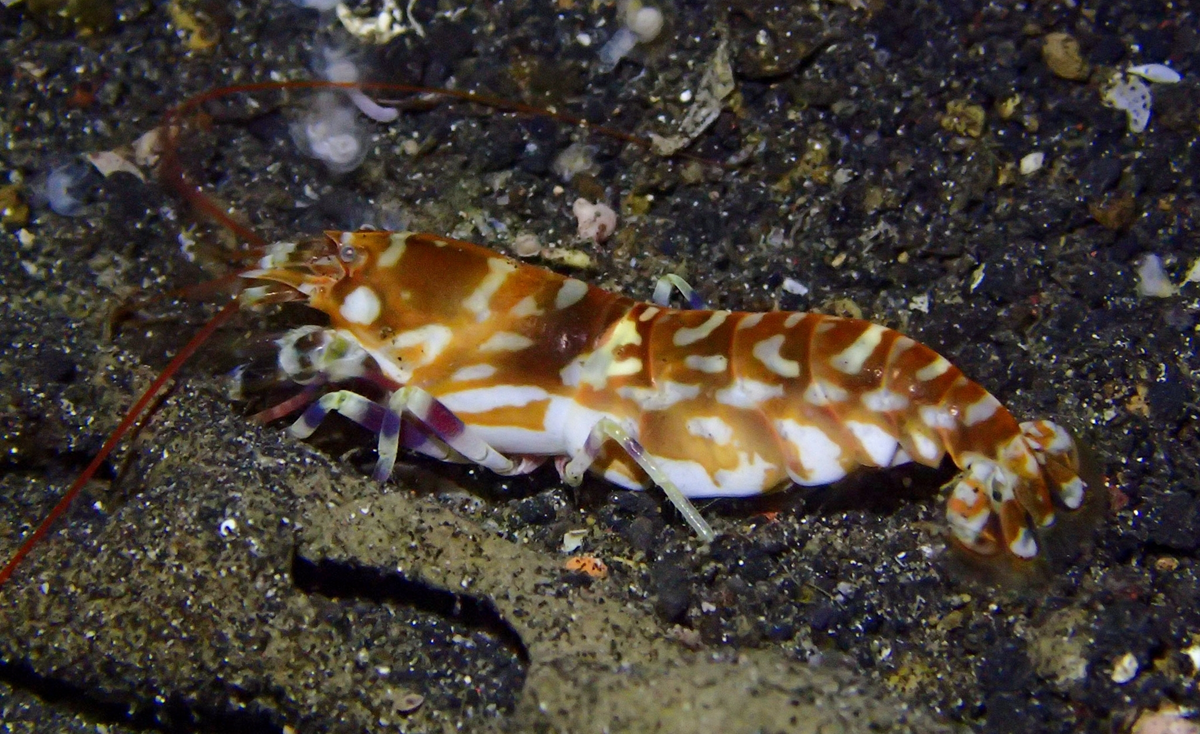 A harlequin shrimp with white and brown patterned markings on its body, resting on a dark, sandy ocean floor.