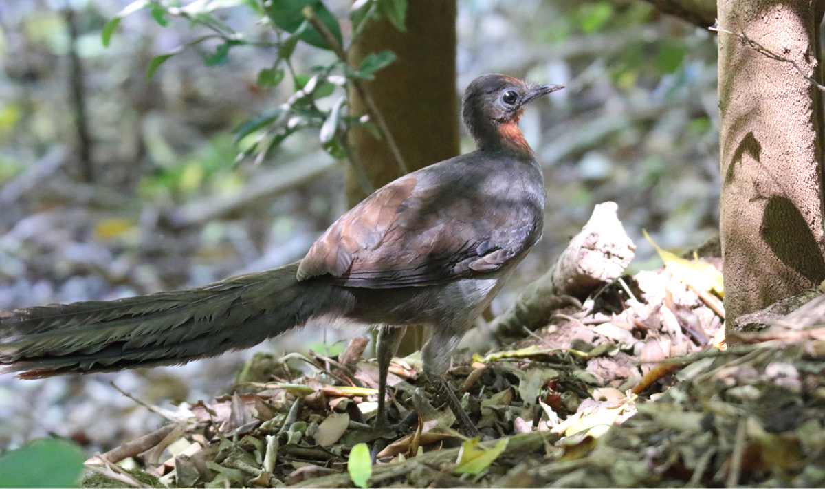 A lyrebird standing on the leaf-covered forest floor.