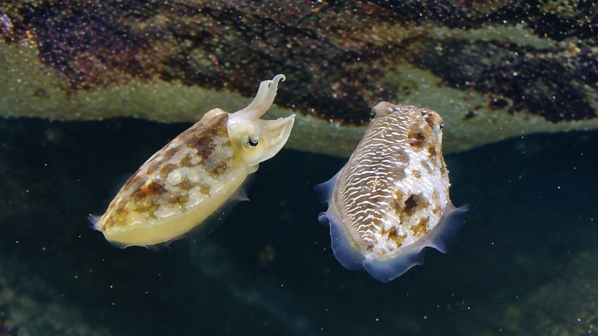 Two cuttlefish with mottled brown and white skin swim underwater near a rock.