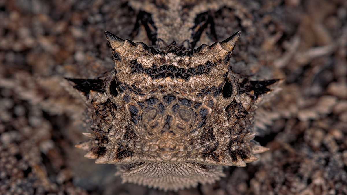 Close-up, head-on view of a horned lizard with textured scales and spiky horns.