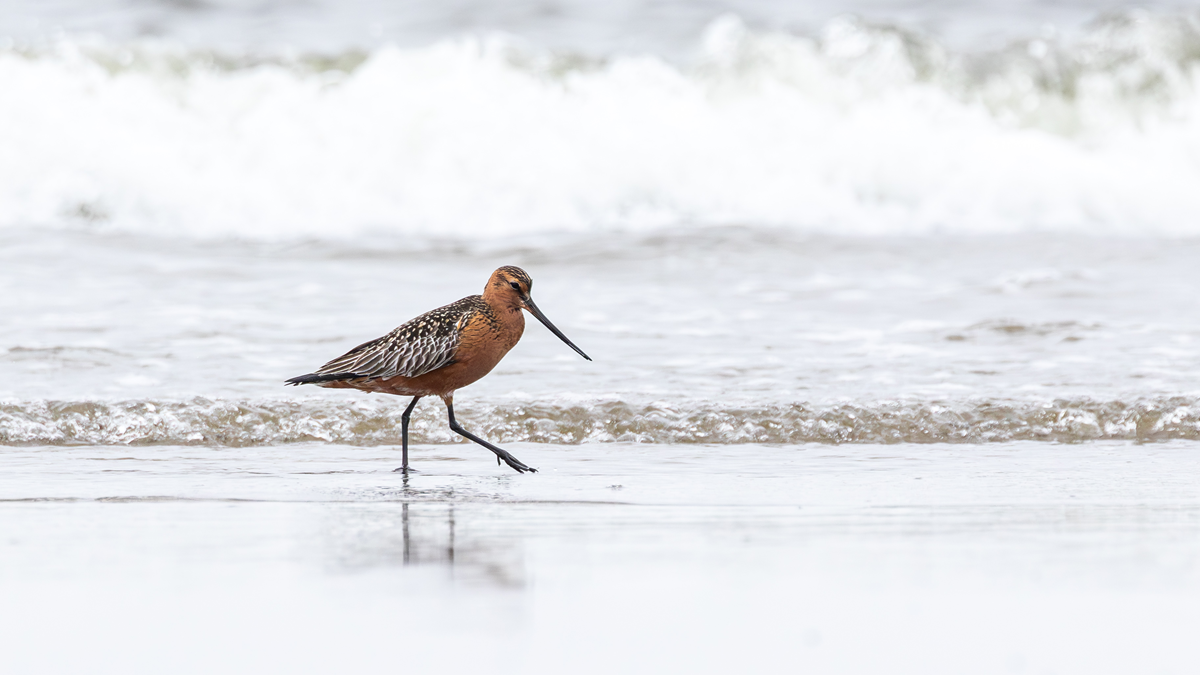A reddish-brown shorebird with a long beak walking in shallow ocean surf.