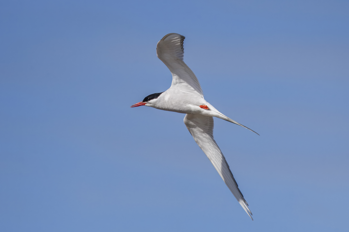 Animal migrations. An Arctic tern in flight against a clear blue sky.