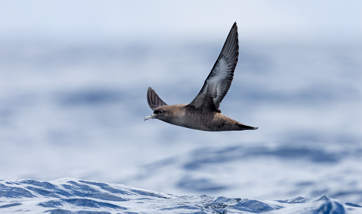 A dark-colored shearwater flying low over the ocean waves.