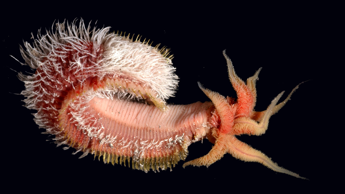 Extreme animals.A close-up of a bristle worm with a segmented, pinkish body, numerous white and yellow bristles, and several reddish, fringed appendages, set against a black background.