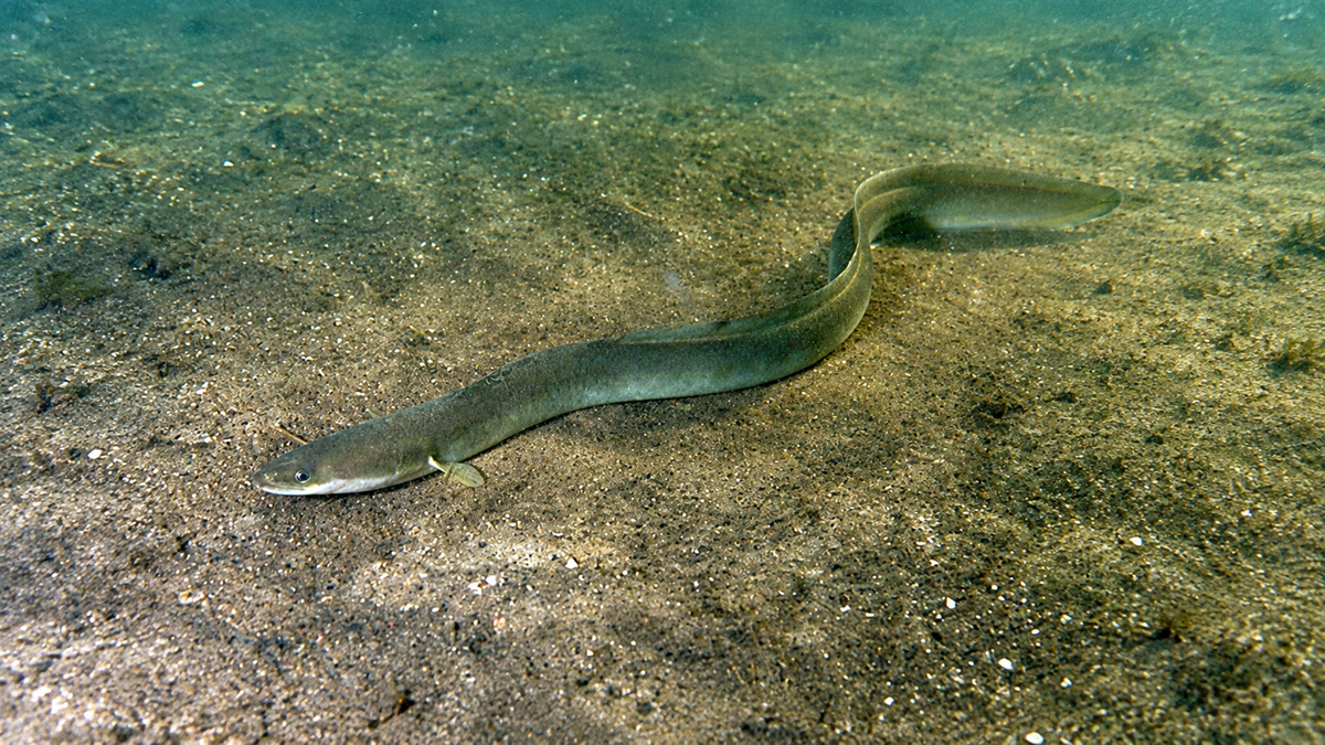An eel swimming along a sandy underwater floor.