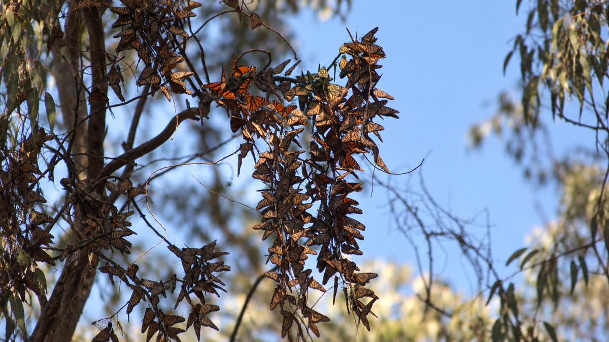 Large clusters of monarch butterflies clinging to the branches of a eucalyptus tree against a blue sky.