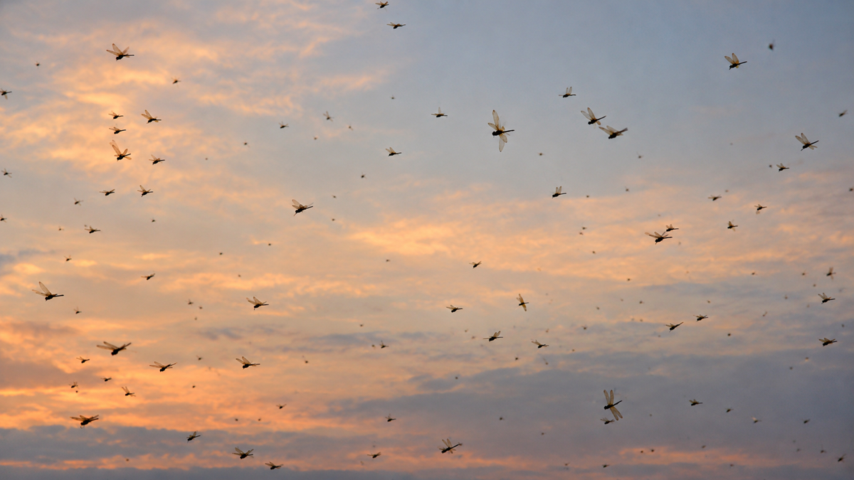 A large swarm of dragonflies flying against a sunset sky.