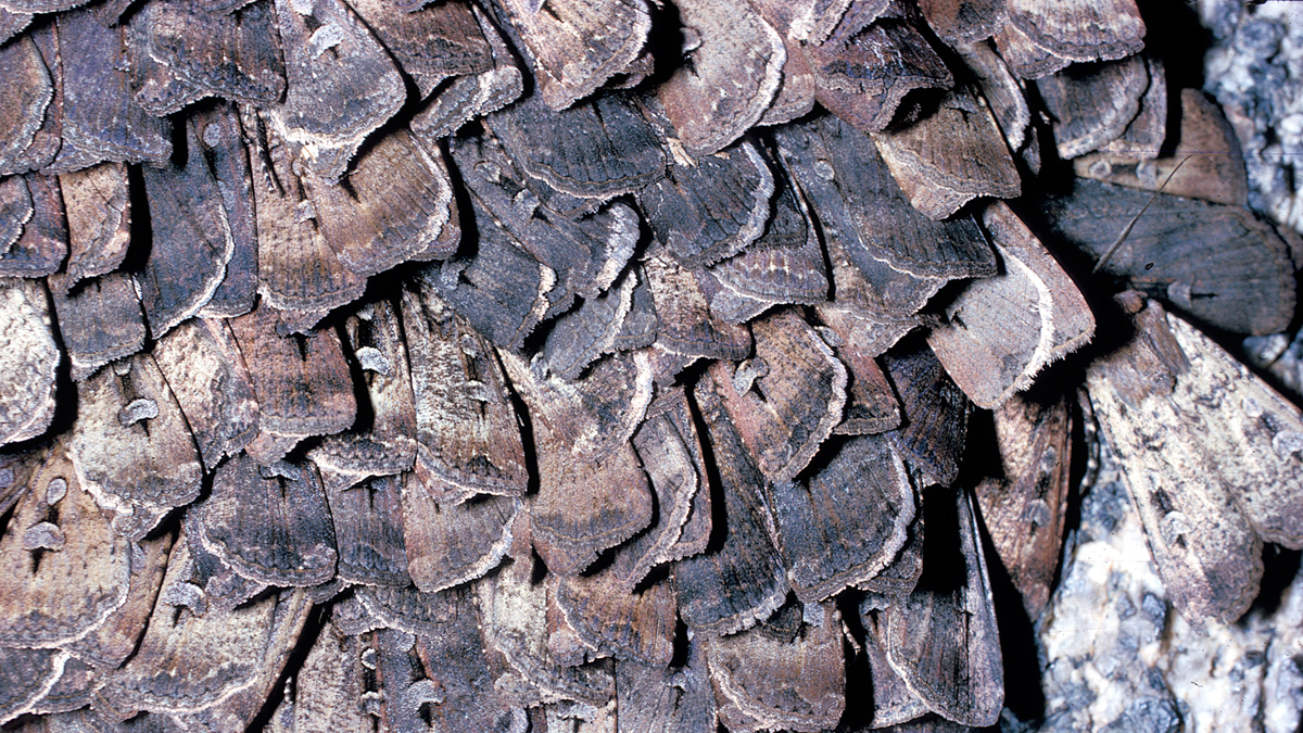 A large cluster of grey and brown moths resting together with overlapping wings.