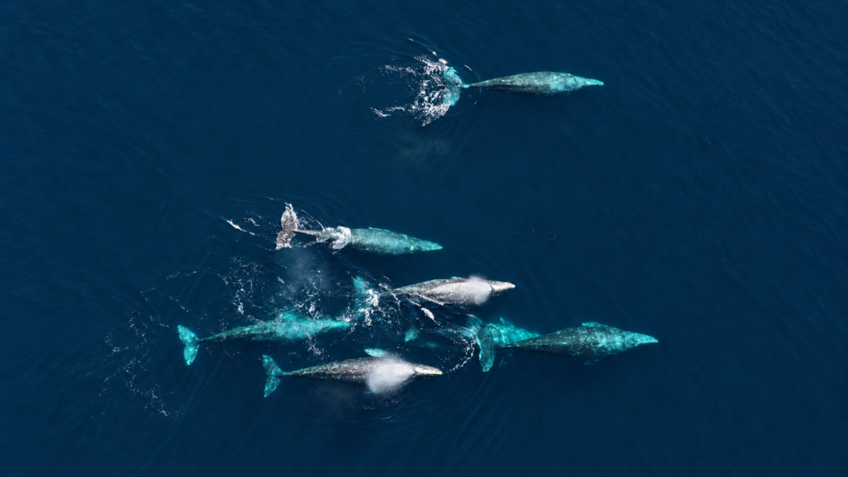 An aerial view of six gray whales swimming near the surface of dark blue water.