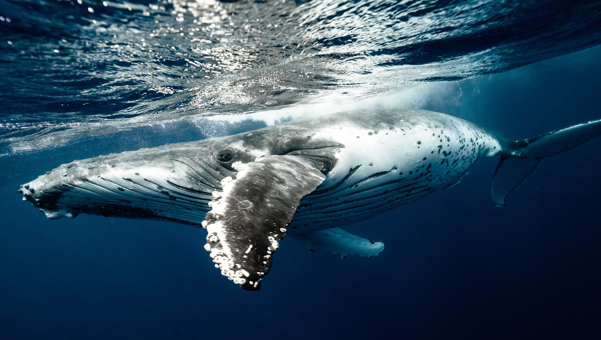 A humpback whale swims just below the surface of the ocean.