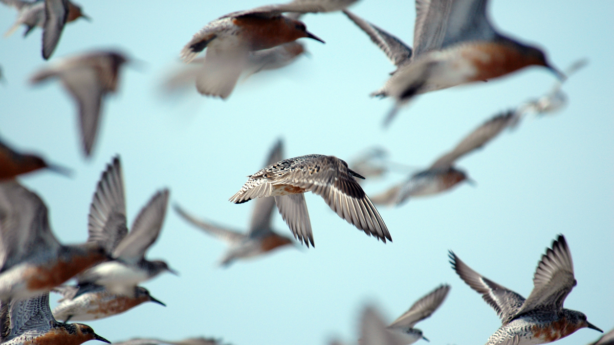 A large flock of shorebirds in flight against a pale sky.