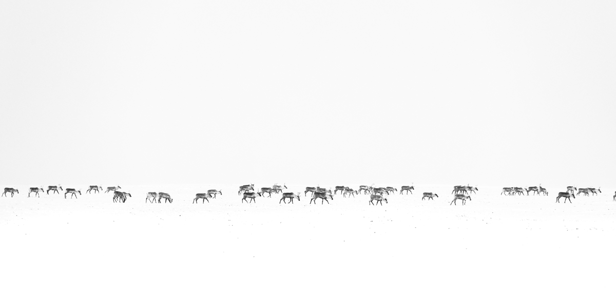 A large herd of reindeer walks across a vast, snow-covered landscape.