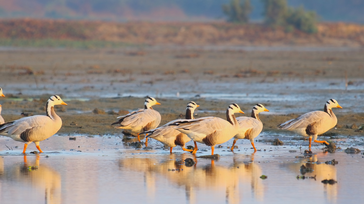 A group of bar-headed geese with orange legs walks through shallow water on a muddy, reflective lakeshore, with blurred trees and brownish terrain in the background.