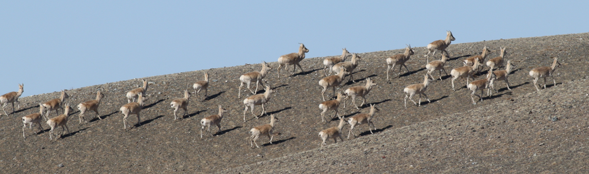 A large herd of Tibetan antelopes walking across a barren, rocky hillside.