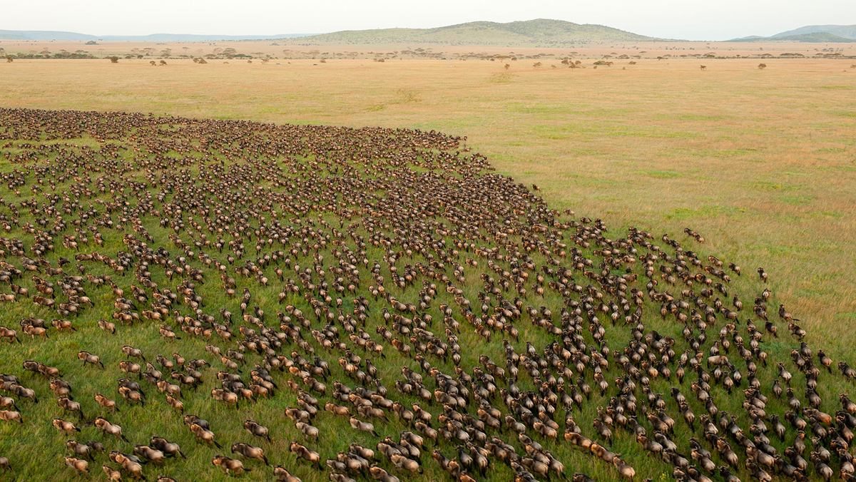 A vast herd of wildebeest grazing across a sprawling grassy savanna.