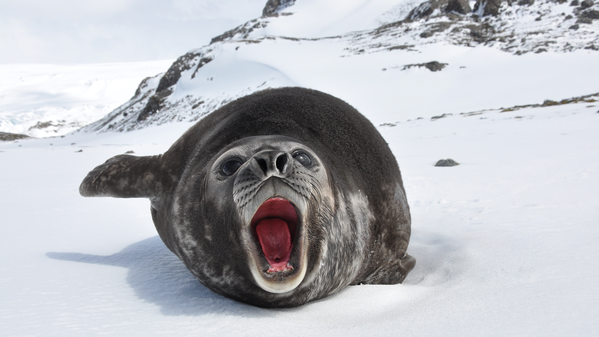 A seal lies on snowy ground with its mouth wide open as if calling or yawning. Snowy hills and rocks are visible in the background under a cloudy sky.