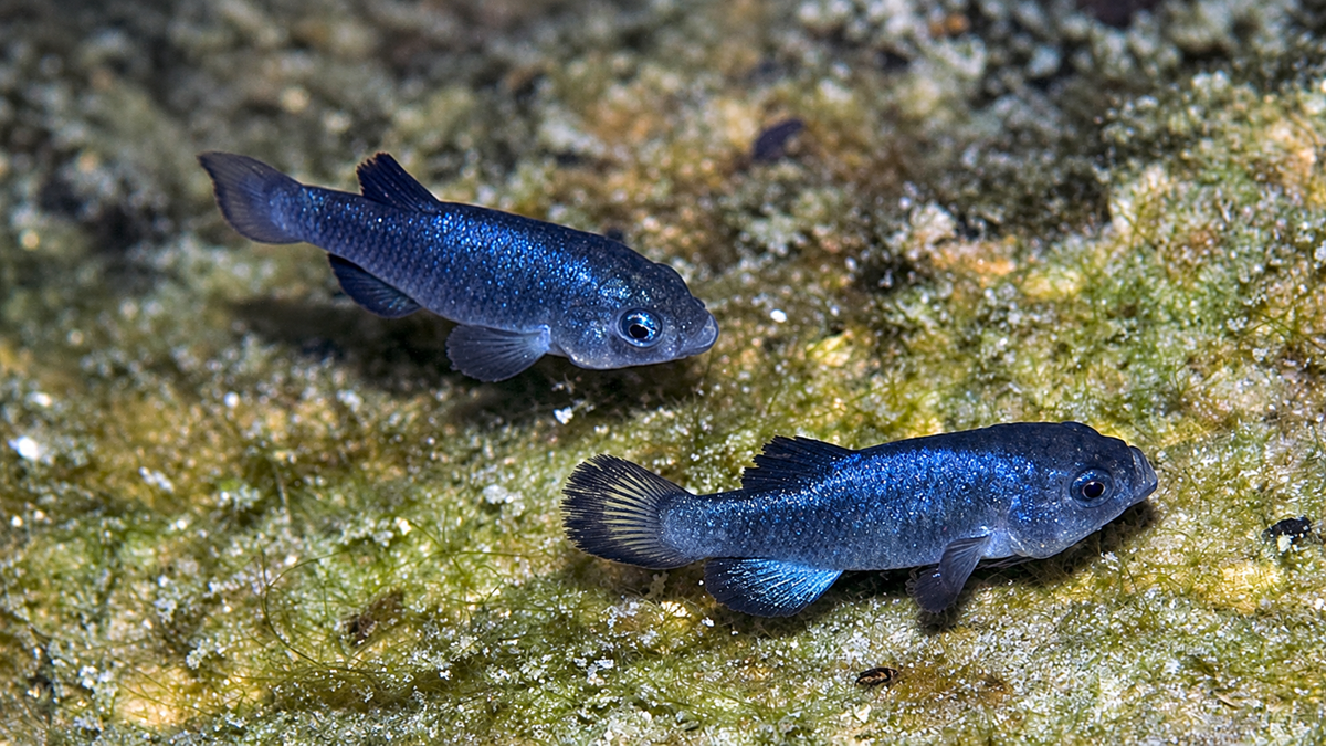 Two small, dark blue fish swim over a rough, greenish-yellow rock surface underwater.