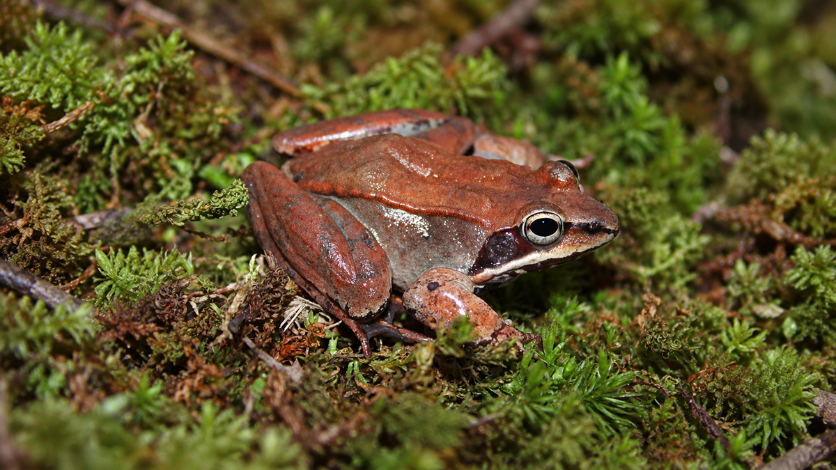 A brown frog with dark markings sits on green moss and brown forest floor, blending into its natural surroundings.
