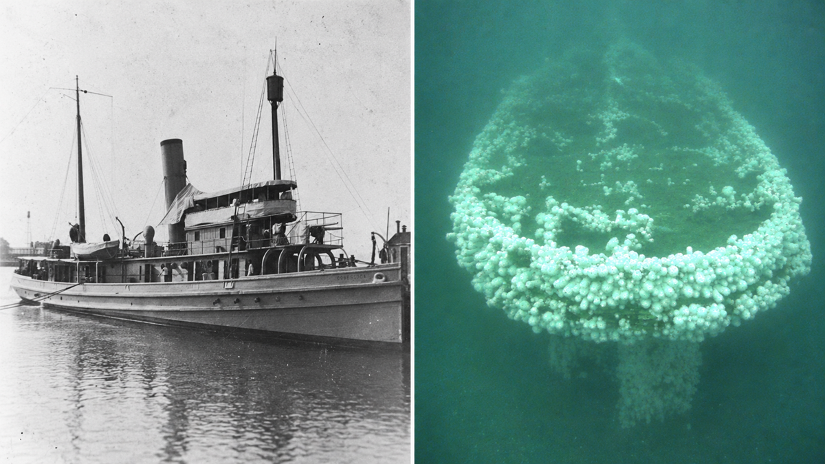 A side-by-side comparison of a steamship named Cobequid above water and the same ship as an underwater wreck covered in marine growth.