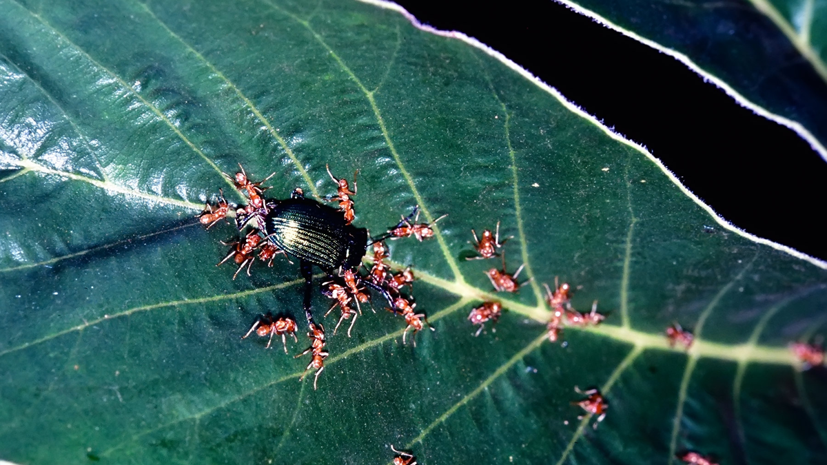 A group of red ants swarming around a black beetle on a large green leaf, with visible veins running through the leaf.