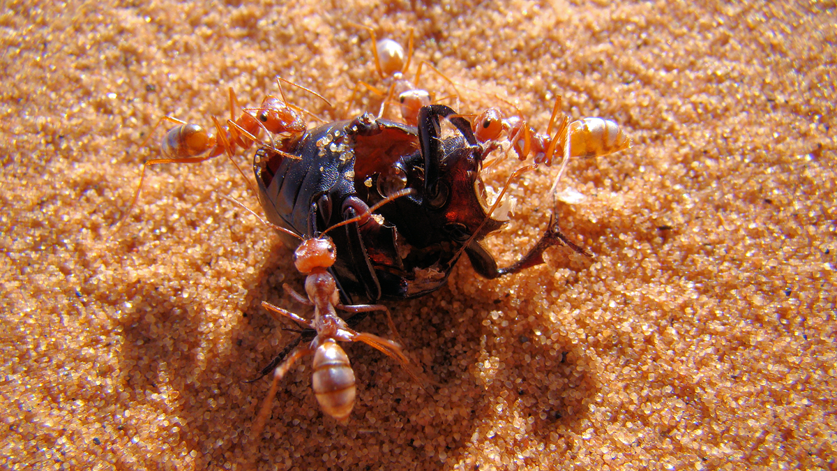 Several reddish ants surround and feed on the remains of a larger black insect on a sandy surface, with grains of sand visible in the background.