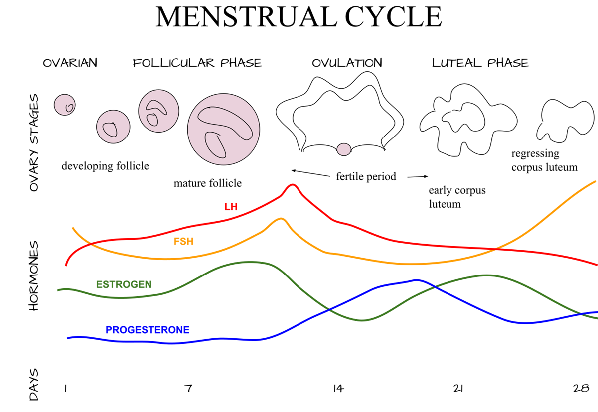 Diagram of the menstrual cycle, showing hormone levels and ovarian stages over a 28-day period, including follicular, ovulation, and luteal phases.