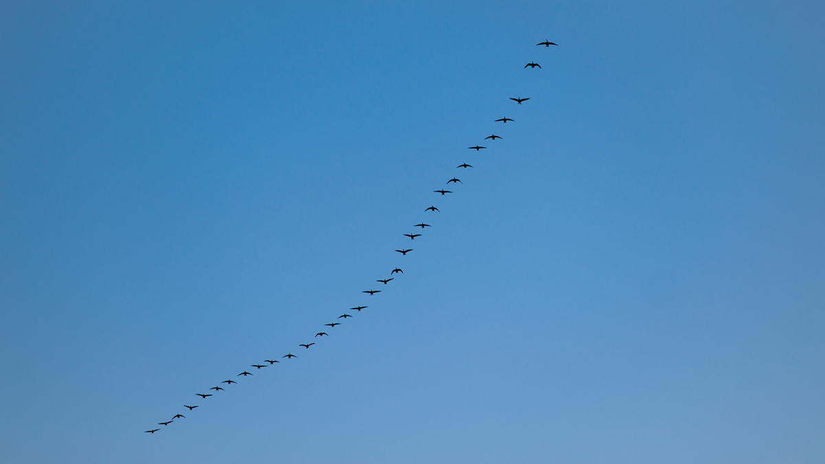 A flock of birds flying in a V-formation against a clear blue sky.