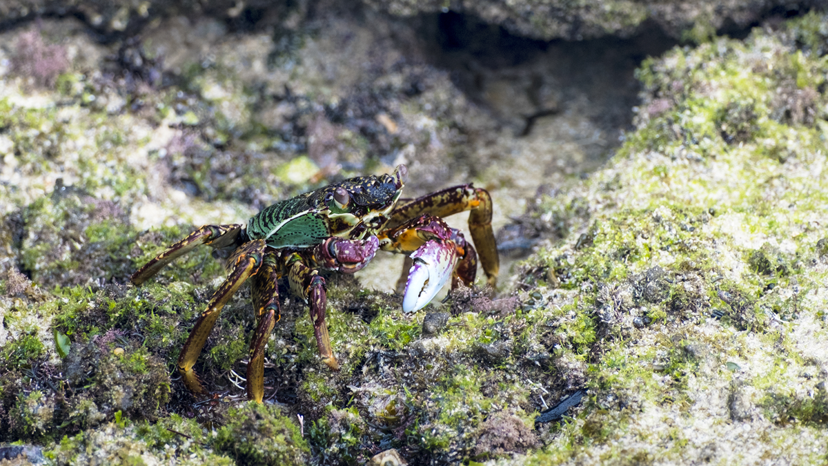 A mottled brown and green crab with a bright purple and white claw standing on a mossy, rocky surface.