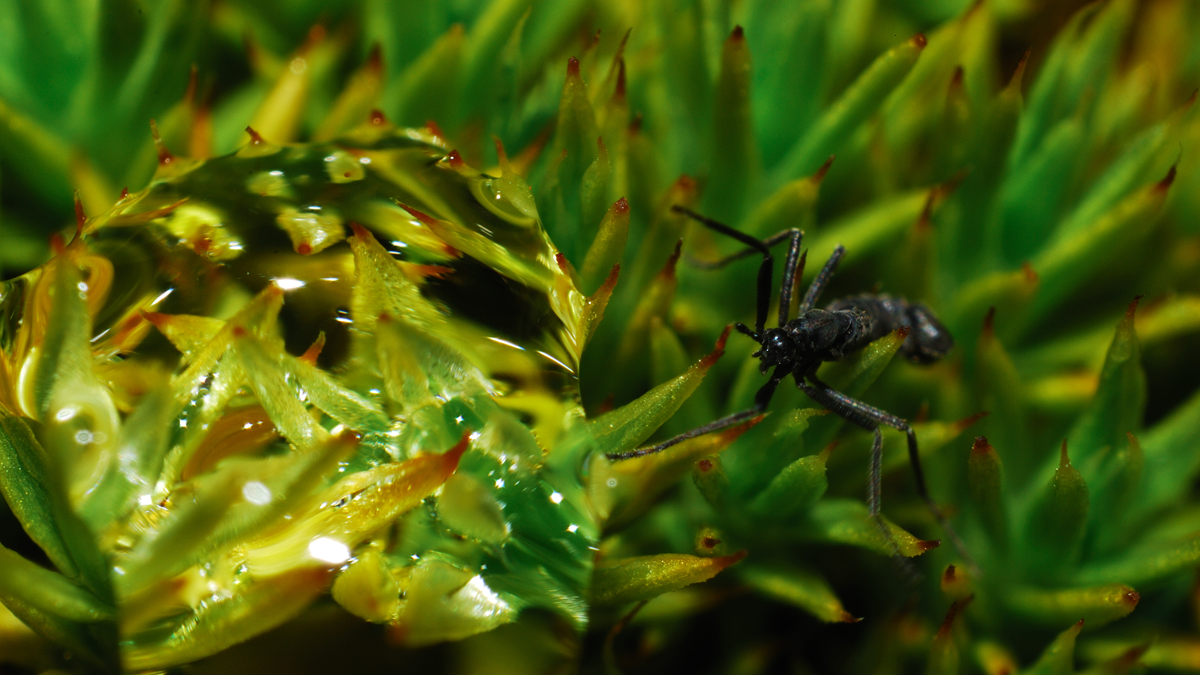 A close-up of a black insect walking on green moss with spiky leaves, next to a large, clear water droplet reflecting light.